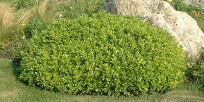 Pittosporum tobira 'nana'