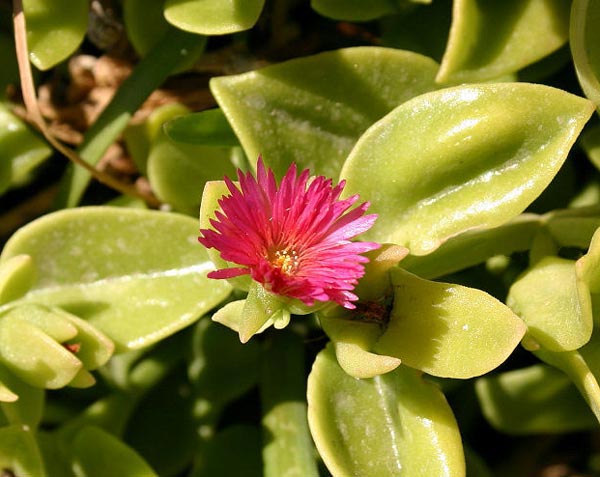 Fleur d'Aptenia cordifolia