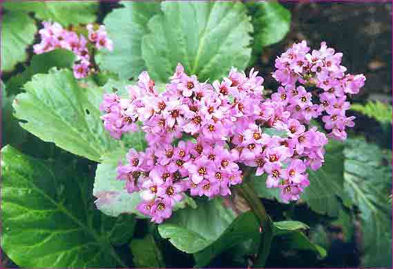 Bergenia cordifolia hybrides