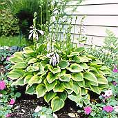 Hosta "Golden Tiara"