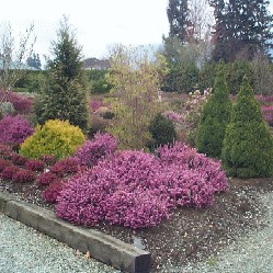 Massif d'Erica darleyensis