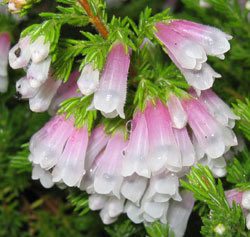 Erica X hiemalis