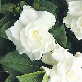 Gradenia jasminoïdes
