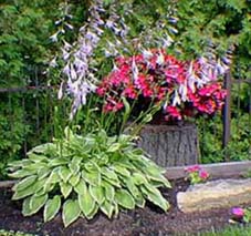 Hosta "Golden Tiara"