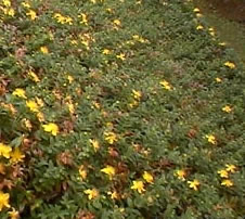 hypericum calcynum