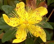 Hypericum calcynum