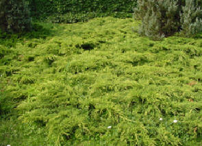 Juniperus pfitzeriana aurea