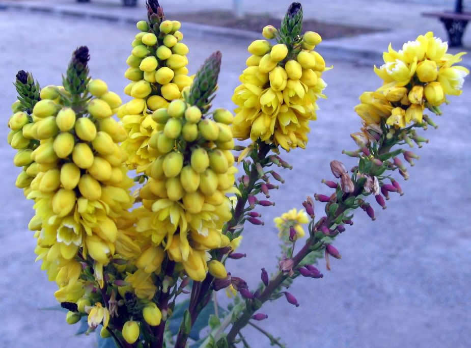 Fleurs de Mahonia X media Charity