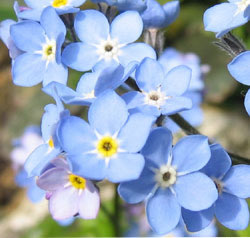 Myosotis