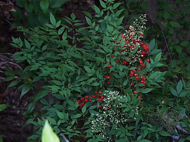 Nandina domestica fleurs et fruits