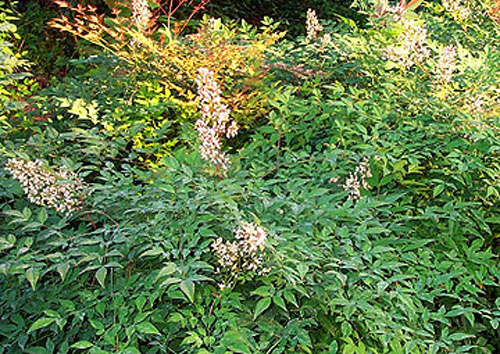 Nandina domestica en buisson