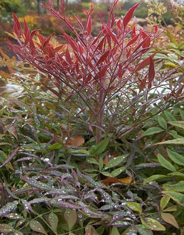 Détail feuillage du Nandina domestica