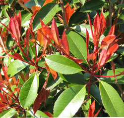 Photinia au printemps