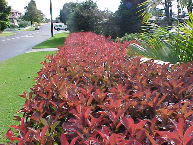 Haie de Photinia