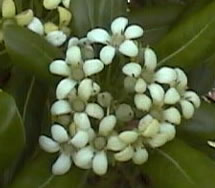 Fleurs du Pittosporum tobira