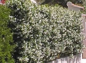 Trachelospermum en haie